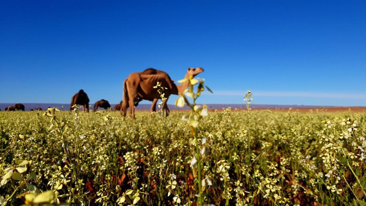 Отель Sahara Luxury Camp Vip Мерзуга Экстерьер фото